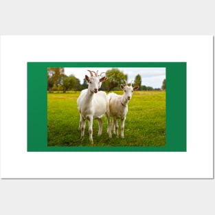 Three domestic goats on green pasture Posters and Art